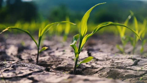 Low-angle slider shot of a green corn maize field Stock Footage 281309940