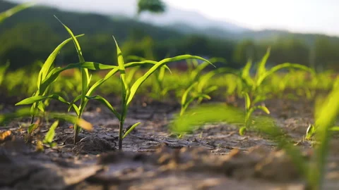 Low-angle slider shot of a green corn maize field Stock Footage 281632477