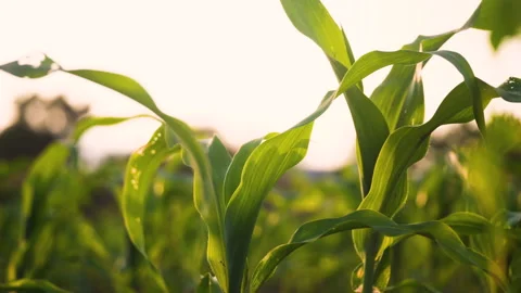 Low-angle slider shot of a green corn maize field Stock Footage 281632536