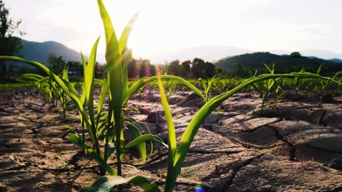 Low-angle slider shot of a green corn maize field Stock Footage 283417908