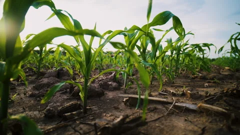 Low-angle slider shot of a green corn maize field Stock Footage 283666990