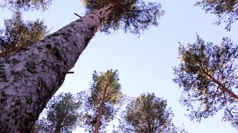 Low-angle slider shot of pine trees and the sky Stock Footage 58816716