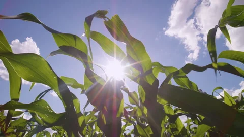Low-angle slider shots of a green cornfield Video stock 281850315
