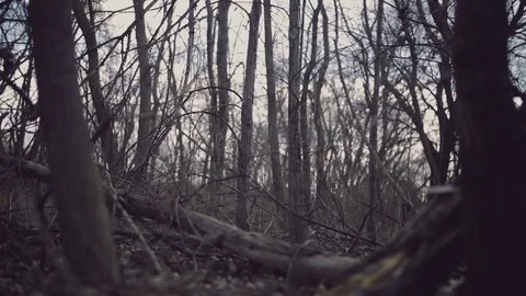 Low angle sliding shot in dead forest Stock Footage 73146899
