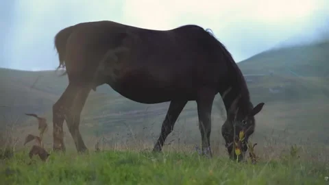 Low angle sliding shot trough grass of horse grazing in the mountain environment Stock Footage 247468700