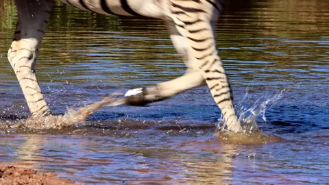 Low angle slomo shot of zebra trotting and legs splashing through shallow Stock Footage 291619746