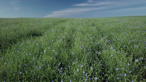 Low angle slow aerial drone footage over blooming flax field in North Dakota Stock Footage 123493282