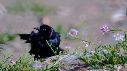 Low angle slow motion of brewers blackbird preening after bath with some seri Vidéo 108466456