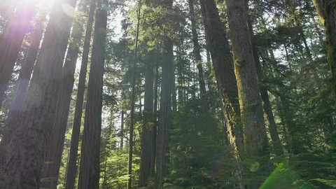 Low angle, slow motion, Douglas fir trees with bokeh, Vancouver Island Stock Footage 115443423