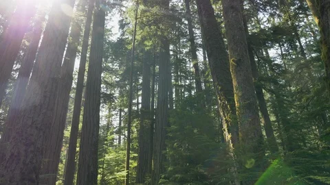 Low angle, slow motion, Douglas fir trees with bokeh, Vancouver Island Stock Footage 115451914