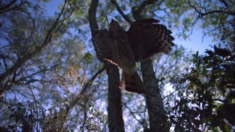 Low Angle Slow Motion Flight of African Goshawk, Raptor Gliding, 4K Stock Footage 337055264