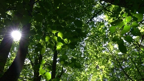 Low angle slow motion pan over green canopy in summer forest Stock Footage 338337165