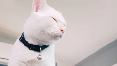 Low angle slow motion portrait of a sleepy white siamese cat Stock Footage 100638991