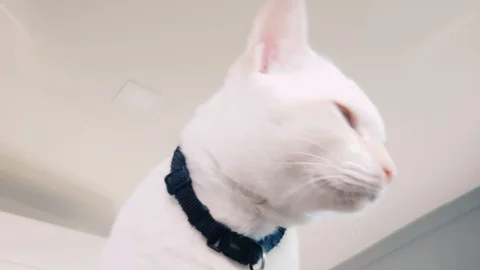 Low angle slow motion portrait of a sleepy white siamese cat Stock-Footage 100638998