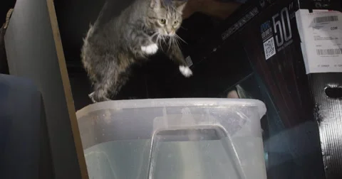 Low angle slow motion shot of a cat falling into a tub of water and jumping out. Video stock 64739924