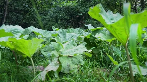Low Angle Slow Motion Shot Through Forest Butterbur Plants  Description: Stock Footage 312896768