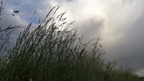 Low angle slow motion tall grass sway in light breeze Stock-Footage 131298051