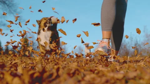 LOW ANGLE, SLOW MOTION: Woman and shepherd dog run through flying autumn leaves Stock Footage 343186023