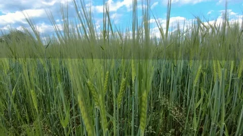 Low angle slow motion young green wheat sway in light breeze on farming field Video stock 131299671