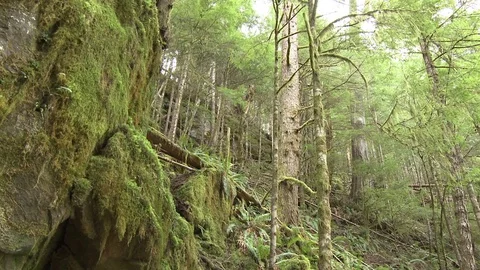 Low angle slow pan from thick forest to dark cave entrance Video stock 75398364