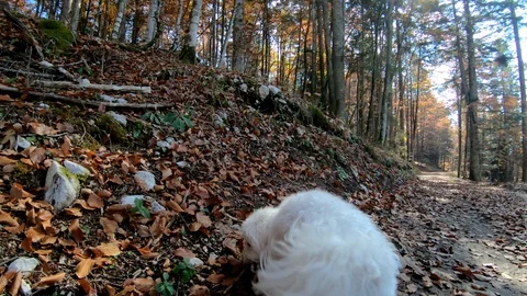 Low angle small cute Maltese dog playing with wooden stick Stock Footage 129113082