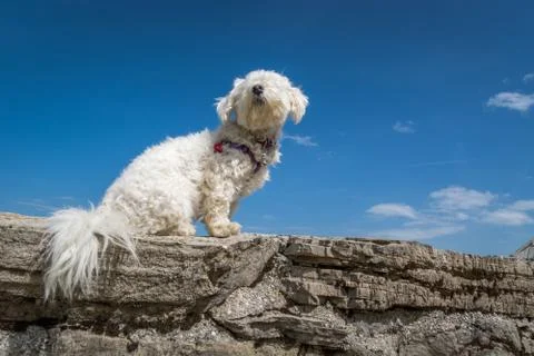 Low angle small cute white Maltese dog sitting on stone wall and looking away Stock Photos