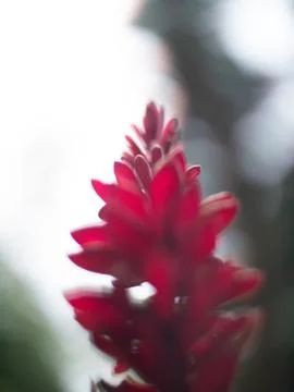 Low angle soft focus close up of a red ginger flower in the Seychelles Foto stock