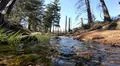 Low angle some water running down sunny coniferous forest of Harz mountains Photo