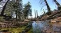 Low angle some water running down sunny coniferous forest of Harz mountains Photo