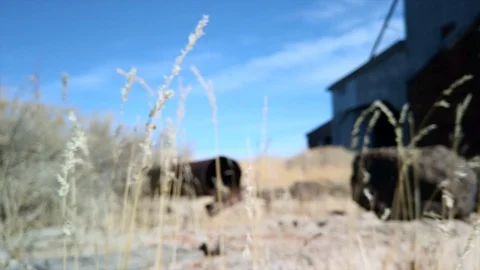 Low angle of spindly grass stalks by old abandoned grain elevator, rack Stock Footage 129325804