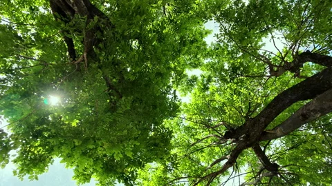 Low angle spinning shot looking up at green tree canopies. Stock Footage 340898880