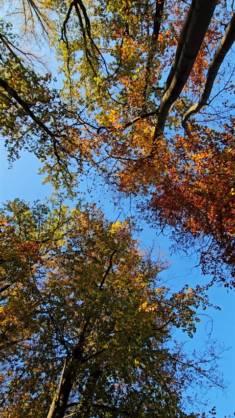 Low angle spinning view of autumn tree canopy against blue sky. Stock Footage 341358241