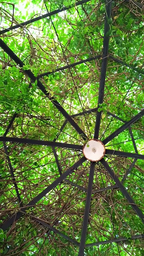 Low angle spinning view of metal gazebo dome ceiling covered with green cree Stock Footage 340590890