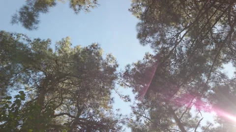 Low Angle Spinning View of Pine Tree Canopies in Çamlık Parkı Stock Footage 348683052