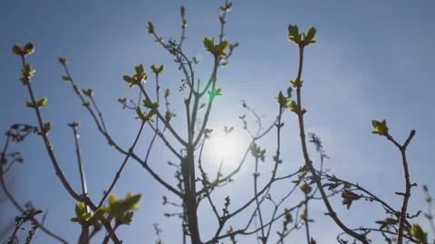 Low Angle of Spring Buds of Tree Against Blue Sky and Sun Stock Footage 308863646