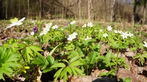 Low angle spring flowers in forest clearing Stock Footage 333064684