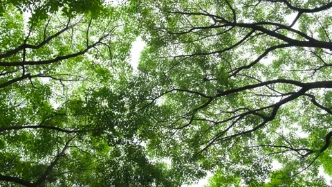 A low angle of spring green trees on a park. Looking at the tops of the trees Video stock 278385689
