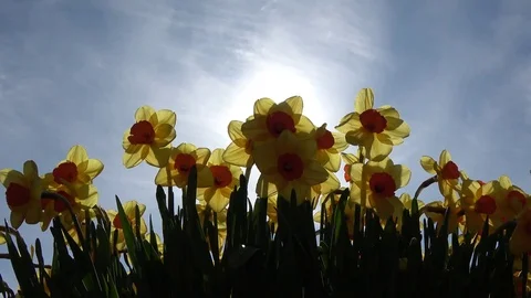 Low angle springtime footage of yellow Narcissus 4k Stock Footage 77040187