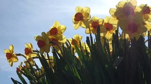 Low angle springtime footage of yellow Narcissus flowers 4k Stock Footage 77042160