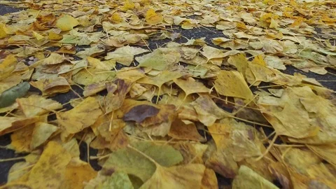 Low angle stabilizer shot of autumn leaves in Japan 스톡 동영상 99274869
