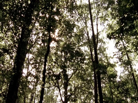Low angle static MS of treetops with sun streaming through Stock Footage 86750813