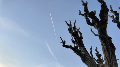 Low-angle static shot of a bare tree against a blue sky with an airplane contrai Vídeos de archivo 332860922