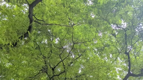 Low angle static shot of dense green tree branches and canopy leaves moving.. Stock Footage 337448757