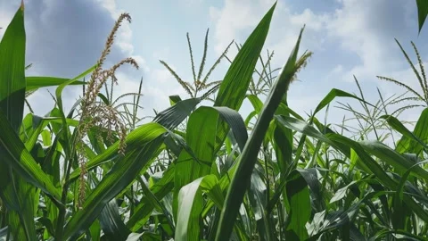 Low Angle Static Shot of Maize Plants With Flowering Tassels Swaying Under Blue Stock Footage 340974233