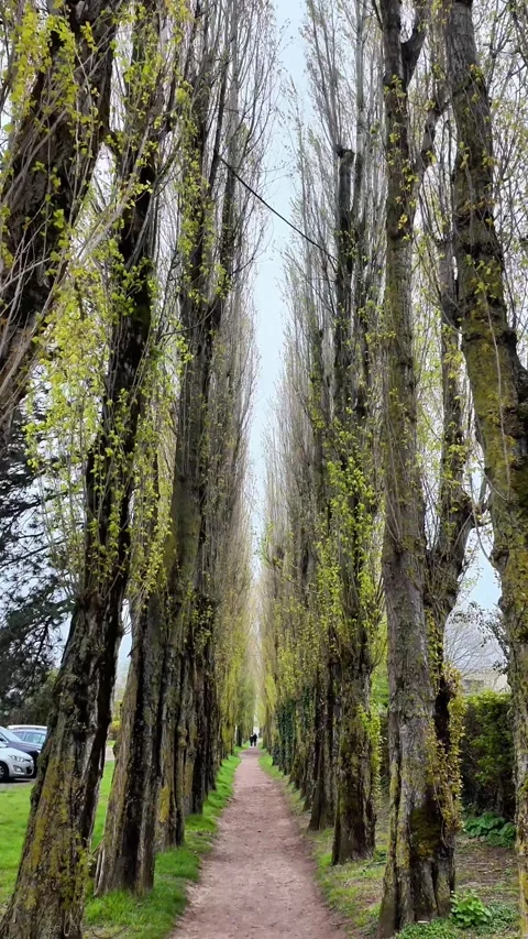 Low-angle static shot of a narrow dirt path flanked by tall, slender trees formi Vídeos de archivo 332860835