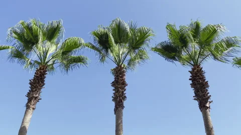 Low Angle Static Shot of Three Palm Trees Against Clear Blue Sky Stock Footage 347925954
