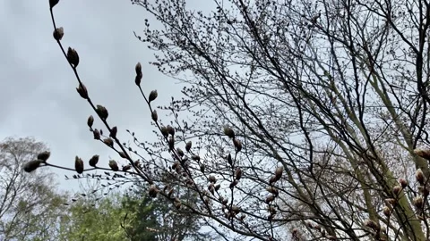 Low angle static shot of tree branches with spring buds swaying gently in the wi Vídeos de archivo 332803933
