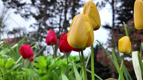 Low angle static shot of yellow and red tulips blooming in a spring garden. Vídeos de archivo 332679559