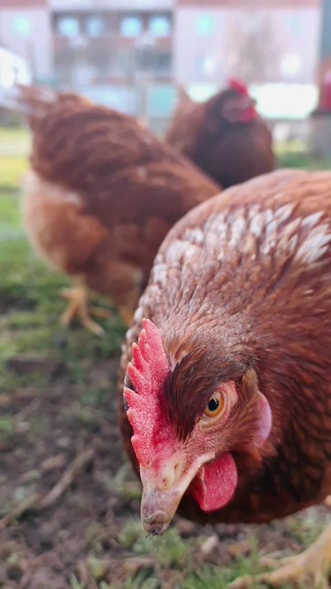 Low-angle static view of brown chickens foraging on a grassy lawn with a Vídeos de archivo 335938826