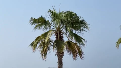 Low Angle Static View of Palm Tree Swaying in the Wind Against Blue Sky Stock-Footage 347203175